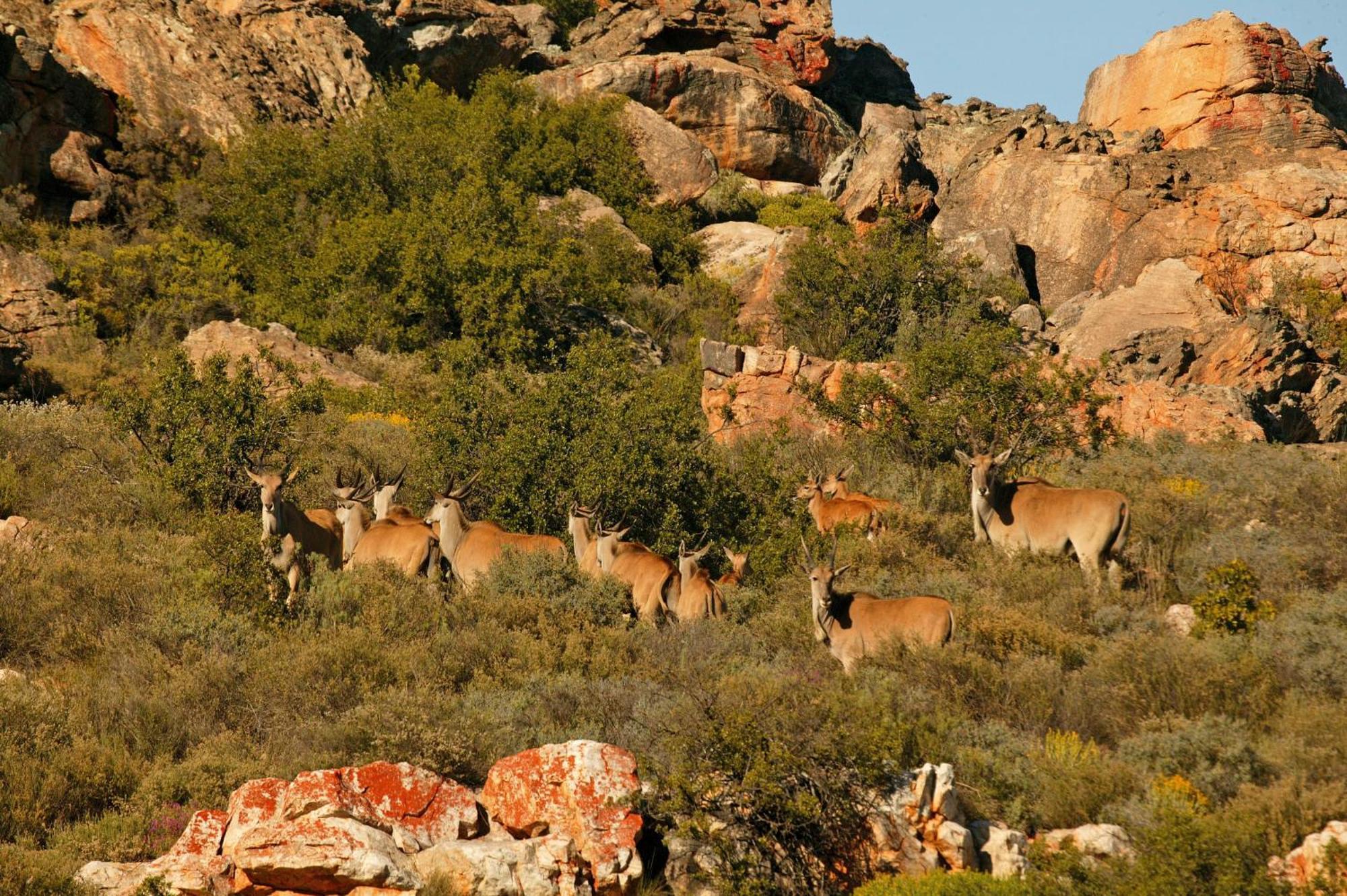 Bushmans Kloof Wilderness Reserve And Wellness Retreat Hotel Clanwilliam Exterior photo